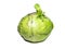 A sprout erupted from a head of cabbage. New life concept. Rotten cabbage with shoots. Rotting vegetable on a white background.