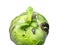 A sprout erupted from a head of cabbage. New life concept. Rotten cabbage with shoots. Rotting vegetable on a white background.