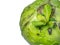 A sprout erupted from a head of cabbage. New life concept. Rotten cabbage with shoots. Rotting vegetable on a white background.