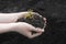 Sprout in female hands close up on a background of the black earth. World soil day concept. Human hands holding seed tree with