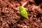 Sprout of fenestraria aurantiaca