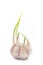 Sprout garlic
