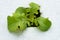 Sprout green oak Lettuce hydroponic