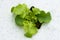 Sprout green oak Lettuce hydroponic