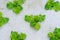 Sprout green oak Lettuce hydroponic