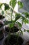 sprout of green pepper, planted in the ground in a pot on the window in the spring