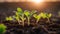 sprout in the ground development seedling growth planting seedlings young plant morning light