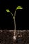 A sprout from the ground grew out of a radish seed, a black background. Sprouted grain underground, young greens, root, stem, leav