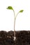A sprout from the ground grew from a radish seed, white background, isolate. Sprouted grain underground, young greens, root, stem,