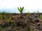 Sprout growing from ground in the warm spring. Begining of life. Nature photography. Seasonal specific. Sun, plants, ground. Green