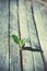 Sprout growing in wooden boards