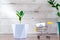 Sprout of a large and small Zamioculcas home plant in wicker concrete pot and shopping cart stands on wooden background at home.