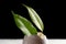 Sprout leaves green plant from eggshell Revival concept