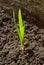 Sprout of Montbretia Crocosmia  sprouting from the earth