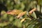 Sprout of new leaves of the persimmon tree with spots