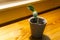 Sprout in a peat pot on a windowsill