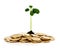 Sprout plant sprouting from coins