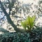 Sprout of the Pohutukawa tree in the morning. Backlight. Square photo image.