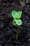 Sprout of radish leaves