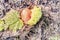 Sprout of a rhubarb with a leaf in a garden in the spring at first sunny days when buds appear from mud