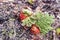 Sprout of a rhubarb with a leaf in a garden in the spring at first sunny days when buds appear from mud