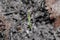 Sprout rises over burnt ground. Grass ash after arson. Recovery after massive crysis. Future resurrection. Centered