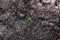 Sprout rises over burnt ground. Grass ash after arson. Recovery after massive crysis. Future resurrection. Centered