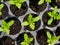 Sprout seeds of marigolds are grown