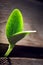 Sprout sprouting across wooden floor