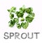 Sprout vegetable