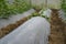 Sprout of vegetable prepare on mulching film wating for grow in greenhouse