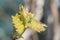Sprout of Vitis vinifera, grape vine