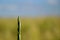 A sprout of wheat from a Danish field in Jutland