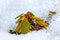 Sprout of wild Rhododendron aureum in thawed area in the snow.