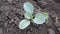 Sprout of young cabbage on black earth