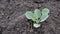 Sprout of young cabbage on black earth