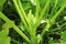 A Sprout Of Young Pumpkin Seedlings. Pumpkin plant with buds in the garden