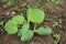 A Sprout Of Young Pumpkin Seedlings. Pumpkin plant in the garden