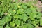 A Sprout Of Young Pumpkin Seedlings. Pumpkin plant in the garden