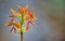 Sprout of young walnut tree