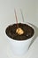 Sprouted avocado seed in a flower pot