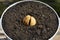 Sprouted avocado seed planted in the ground