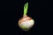 Sprouted brown shallot, Allium Cepa onion, isolated on dark background
