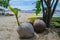 Sprouted coconut on a beach in El Nido, Palawan, Philippines