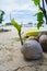 Sprouted coconut on a beach in El Nido, Palawan, Philippines