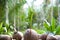 Sprouted coconut on a coconut farm