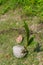 A sprouted coconut lies on the ground in a rainforest