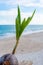 Sprouted coconuts on the seashore on Koh Samui in Thailand