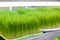 Sprouted fresh wheat grass under bright lighting lamps in the micro-greenery laboratory.