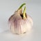 Sprouted garlic, , on background.